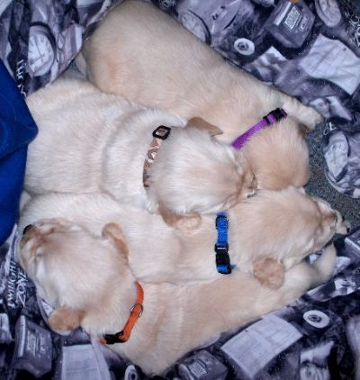 Puppies 2 weeks, 5 days old